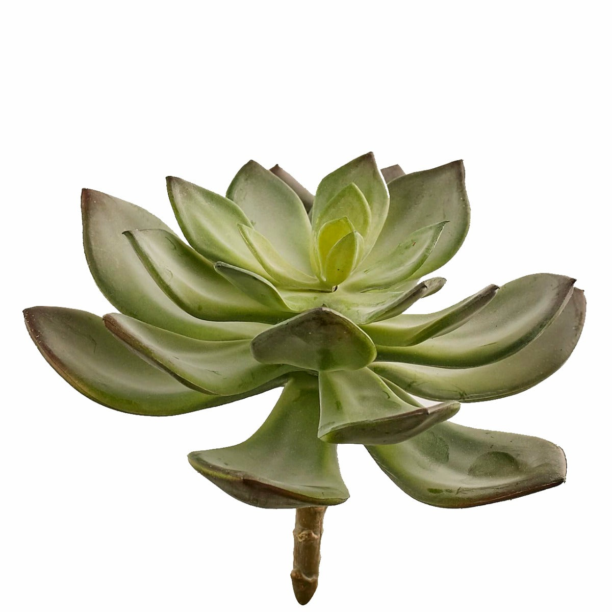 Aeonium: piante artificiali di qualità - 231554,70
