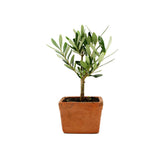 Bonsai Olivo in vasetto di terracotta - bonsai-olivo