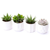 Bomboniere green | Mix piantine grasse succulente in vasetti bianchi - HAR_JLOG00