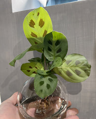 Calathea idroponica in ampolla di vetro - Calathea-in-ampolla-1