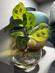 Calathea idroponica in ampolla di vetro - Calathea-in-ampolla-1