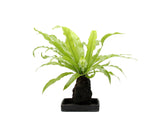 Asplenium su roccia vulcanica - Lova-Asplenium