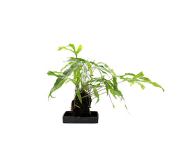 Felce Diversifolium su roccia vulcanica - Lova-Diversifolium