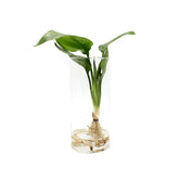 Strelitzia Idroponica in Cilindro di Vetro - strelitzia_idro_vetro