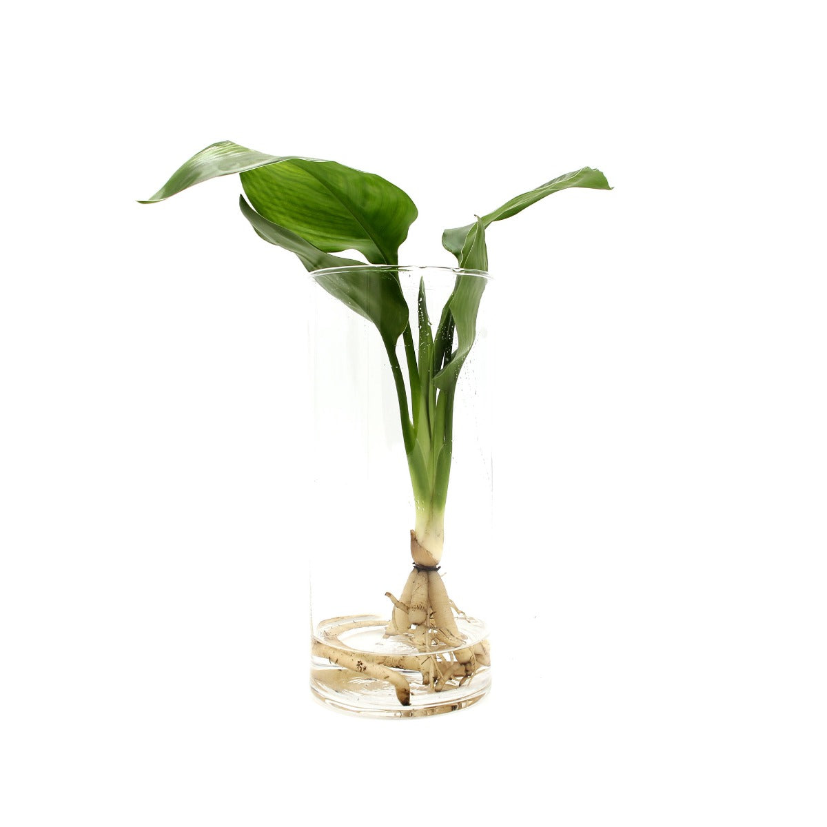 Strelitzia Idroponica in Cilindro di Vetro - strelitzia_idro_vetro