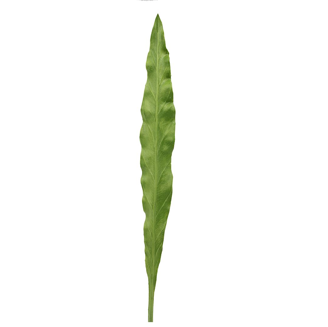 Foglia Asplenium finta: piante artificiali di qualità - 93057