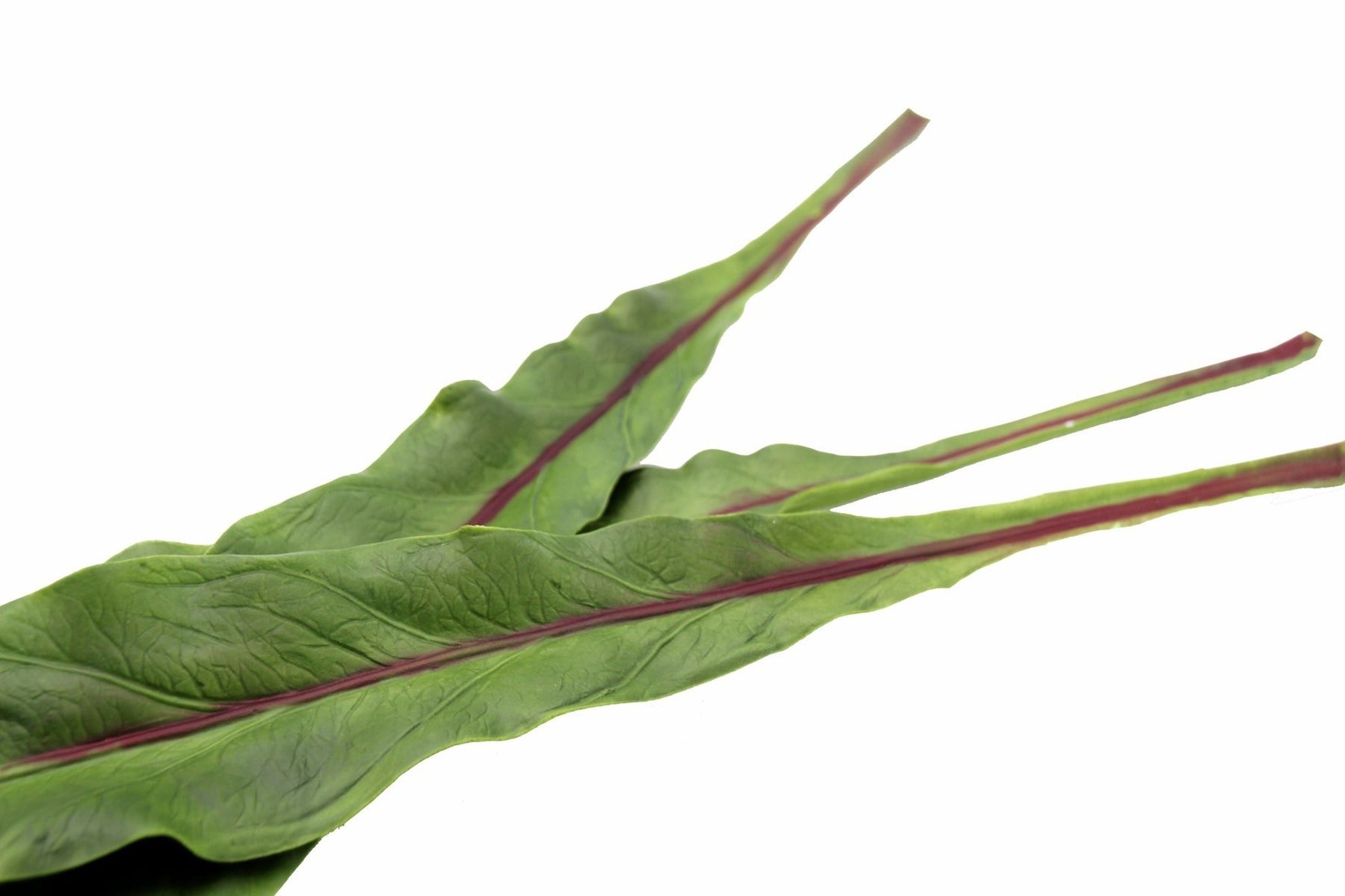 Foglia Asplenium finta: piante artificiali di qualità - 93057