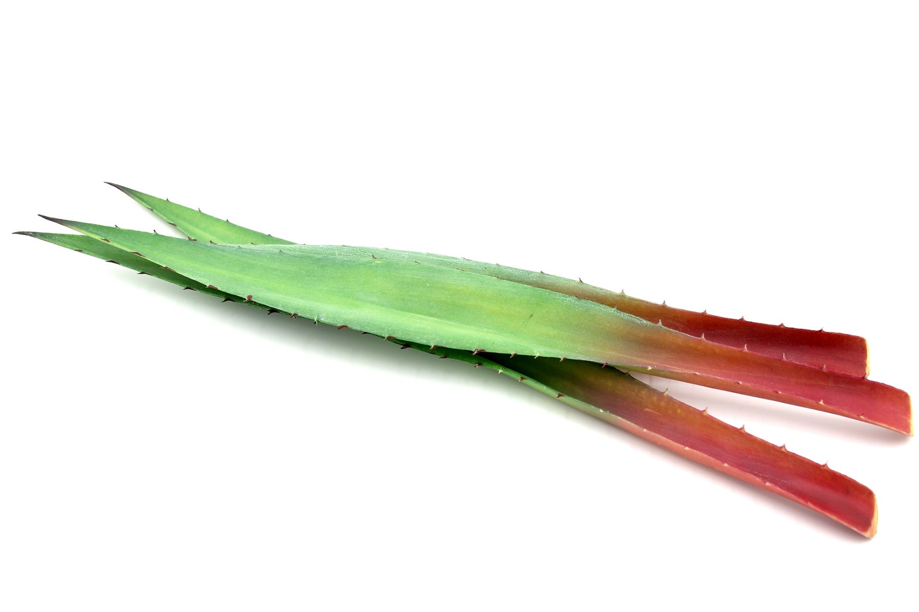Foglie di Aloe finta 2Pz/Ass: piante artificiali di qualità - 235159
