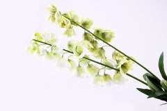Fiori di Fritillaria: fiori artificiali di alta qualità - 213698,17