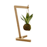Kokedama di Sansevieria sospesa - kokedama-sansevieria-sospesa