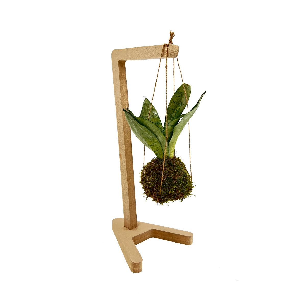 Kokedama di Sansevieria sospesa - kokedama-sansevieria-sospesa