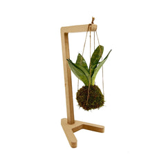 Kokedama di Sansevieria sospesa - kokedama-sansevieria-sospesa