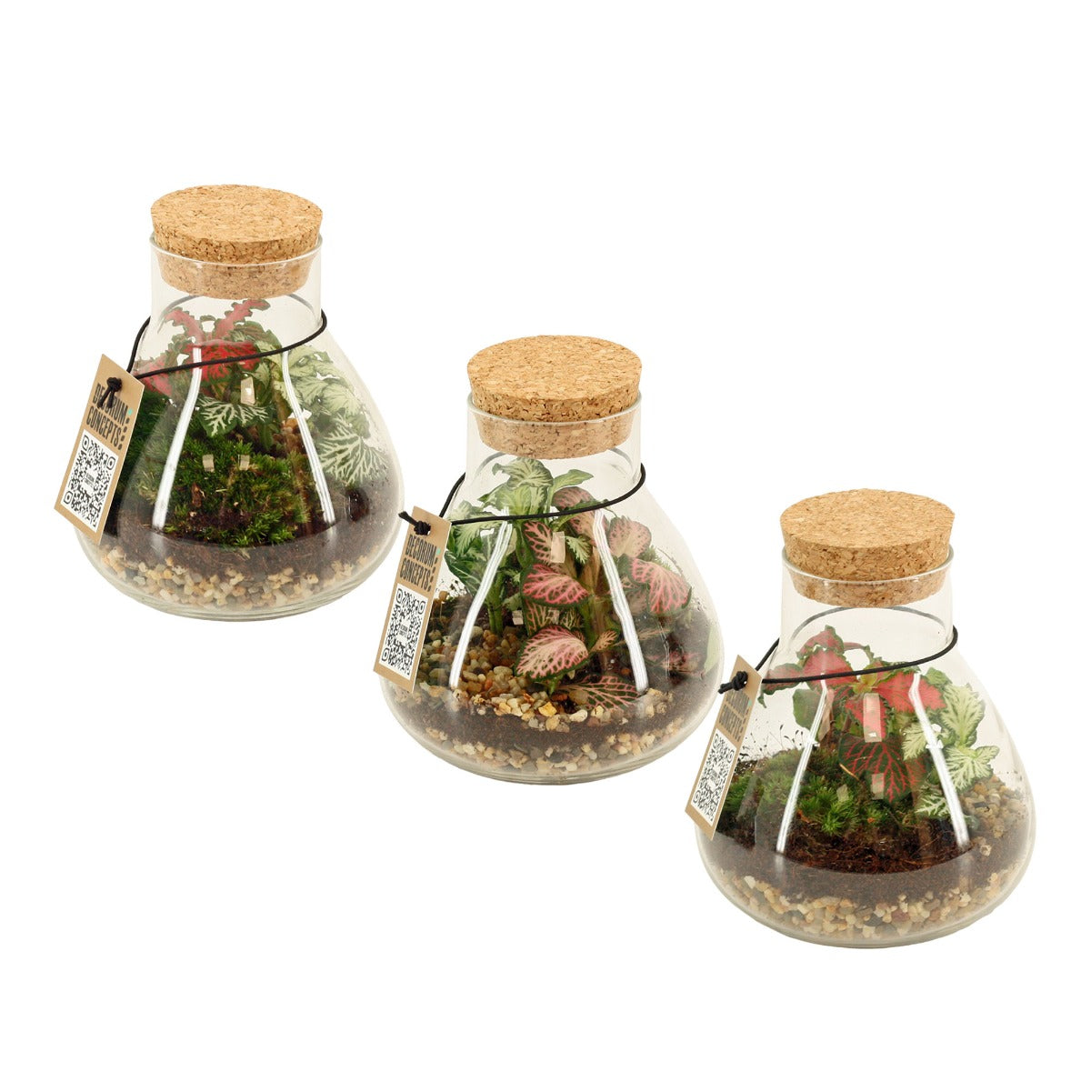 Bomboniera Green | Terrarium New Laborantin - HAR_L3W500