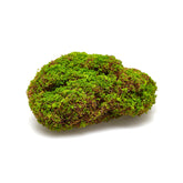 Muschio Zolla Decorativo H 11 x L 26 x P 16 cm – Verde Naturale