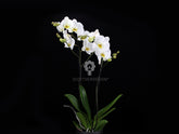 Orchidea Phalaenopsis Bianca - Orchidea Phalaenopsis Bianca