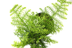 Bonsai pianta di Araucaria - bonsai di Araucaria