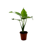 Alocasia Cuculata : Piante verdi da appartamento - Alocasia cuculata