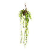 Dischidia cadente da appendere H56 - 232388