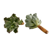 Pianta Succulenta artificiale H22 - 231608,95