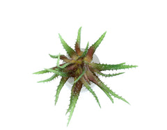 Cespuglio di Aloe Scura: piante artificiali di qualità - 231658,74