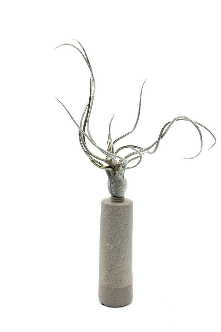 Pianta Tillandsia finta: piante artificiali di qualità - 231549,70