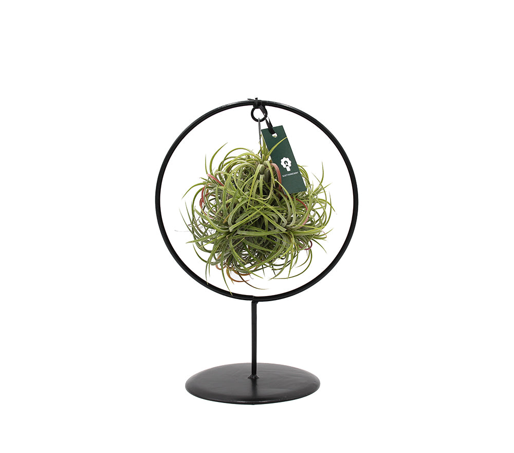 Tillandsia su stand cerchio in ferro - Tillandsia-stand-ferro-cerchio