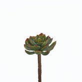 Echeveria Alata artificiale H15 D8 - 232228