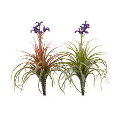 Pianta di Tillandsia artificiale con fiore - 232206