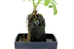 Schefflera su roccia vulcanica - Lova-Schefflera