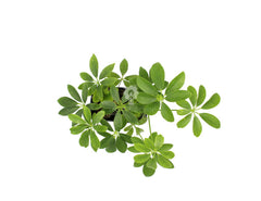 Schefflera su roccia vulcanica - Lova-Schefflera