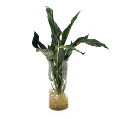 Spathiphyllum Diamond Idroponico in Cilindo di Vetro - HAR_JLYZ00