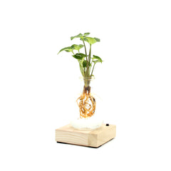 Syngonium in sfera di vetro su base LED - Syngonium-sfera-led