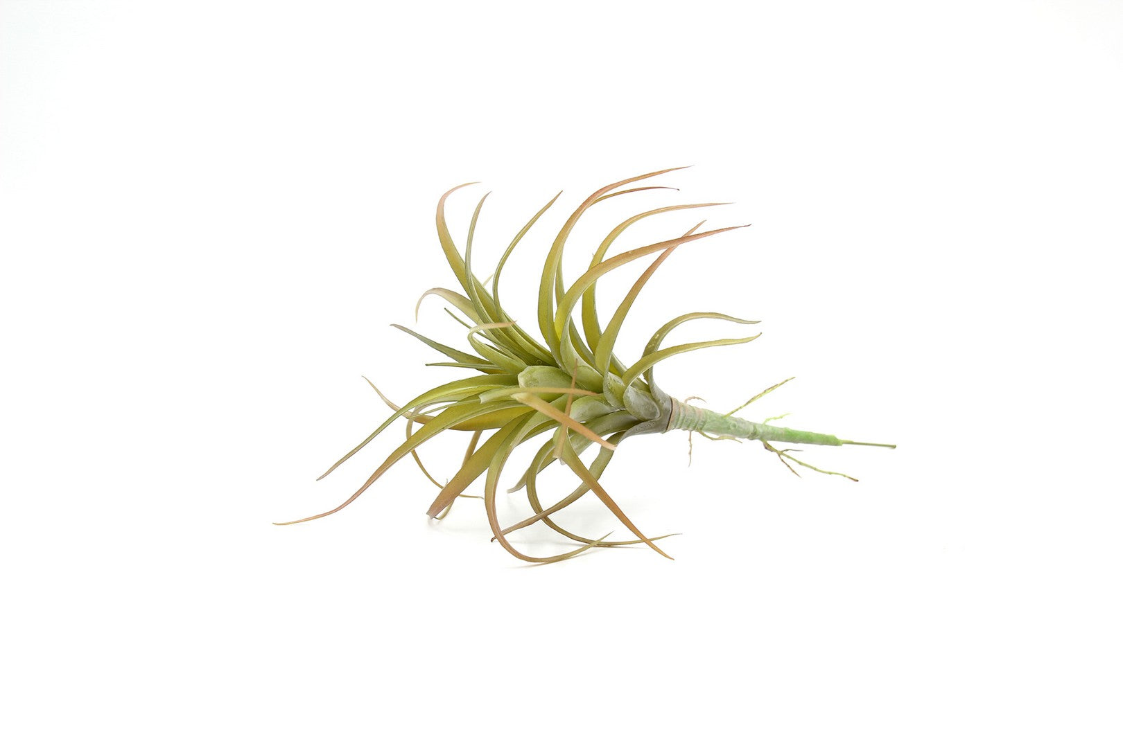 Cespuglio pianta Tillandsia: piante artificiali di qualità - 230986,48