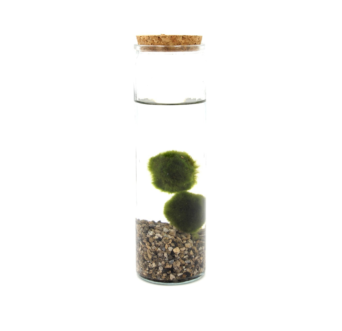 Alga Marimo in Cilindro di Vetro  - marimo-in-cilindro-di-vetro