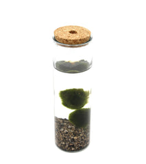Bomboniera Green - Alga Marimo in Cilindro di Vetro  - marimo-cilinder