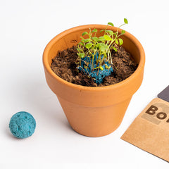 Bombe di Biodiversità – Giardino Atlantico | Semi Naturali e Sostenibili