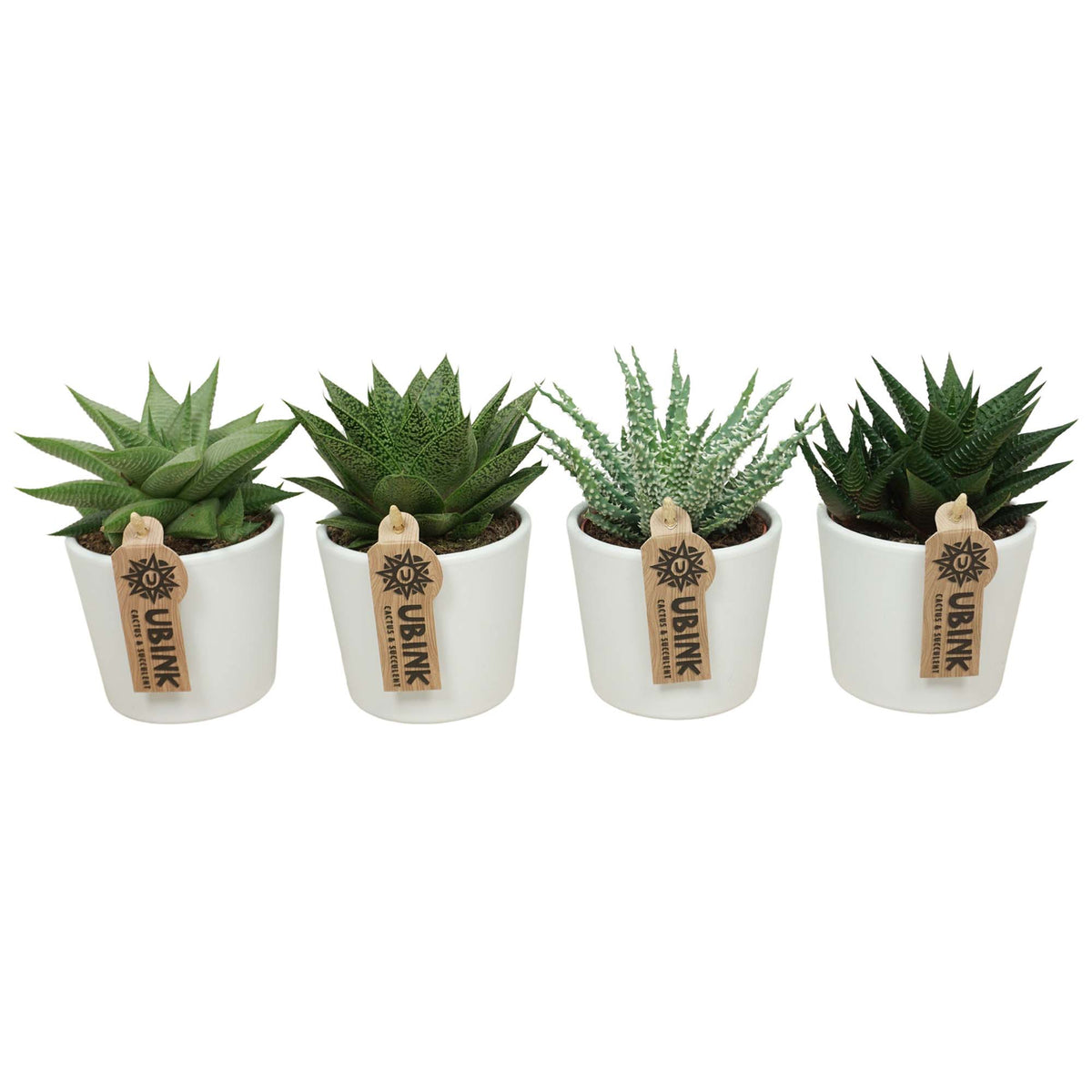 Bomboniere Green | Mix Aloe e Succulente in Vasetto Minimal Bianco