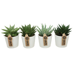 Bomboniere Green | Mix Aloe e Succulente in Vasetto Minimal Bianco