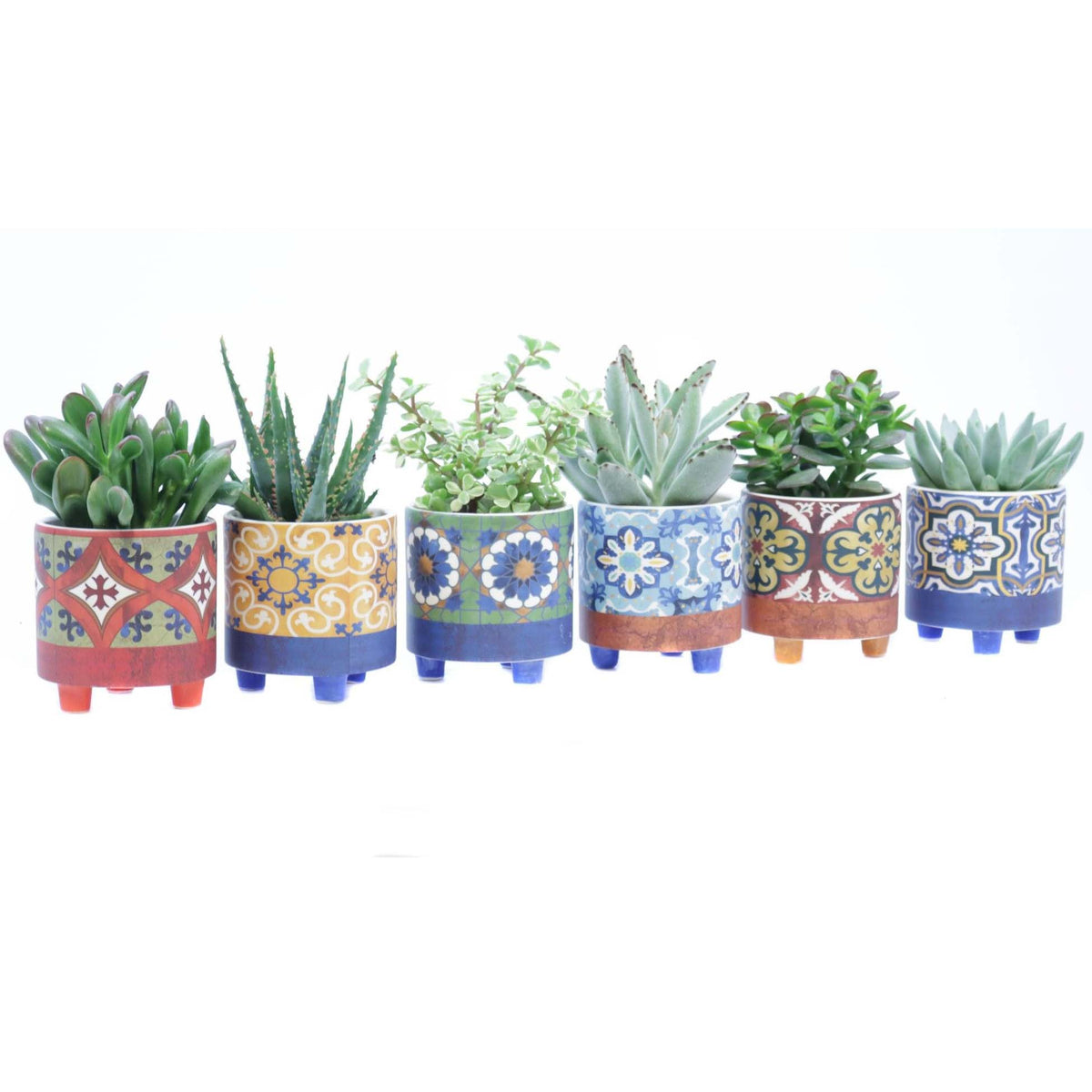 Bomboniere Green | Mix Succulente in Vasi Ceramica Azulejos