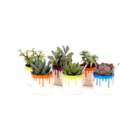 Bomboniere green: Mix piantine grasse in vasetto paint - pianta-grassa-vasetto-paint