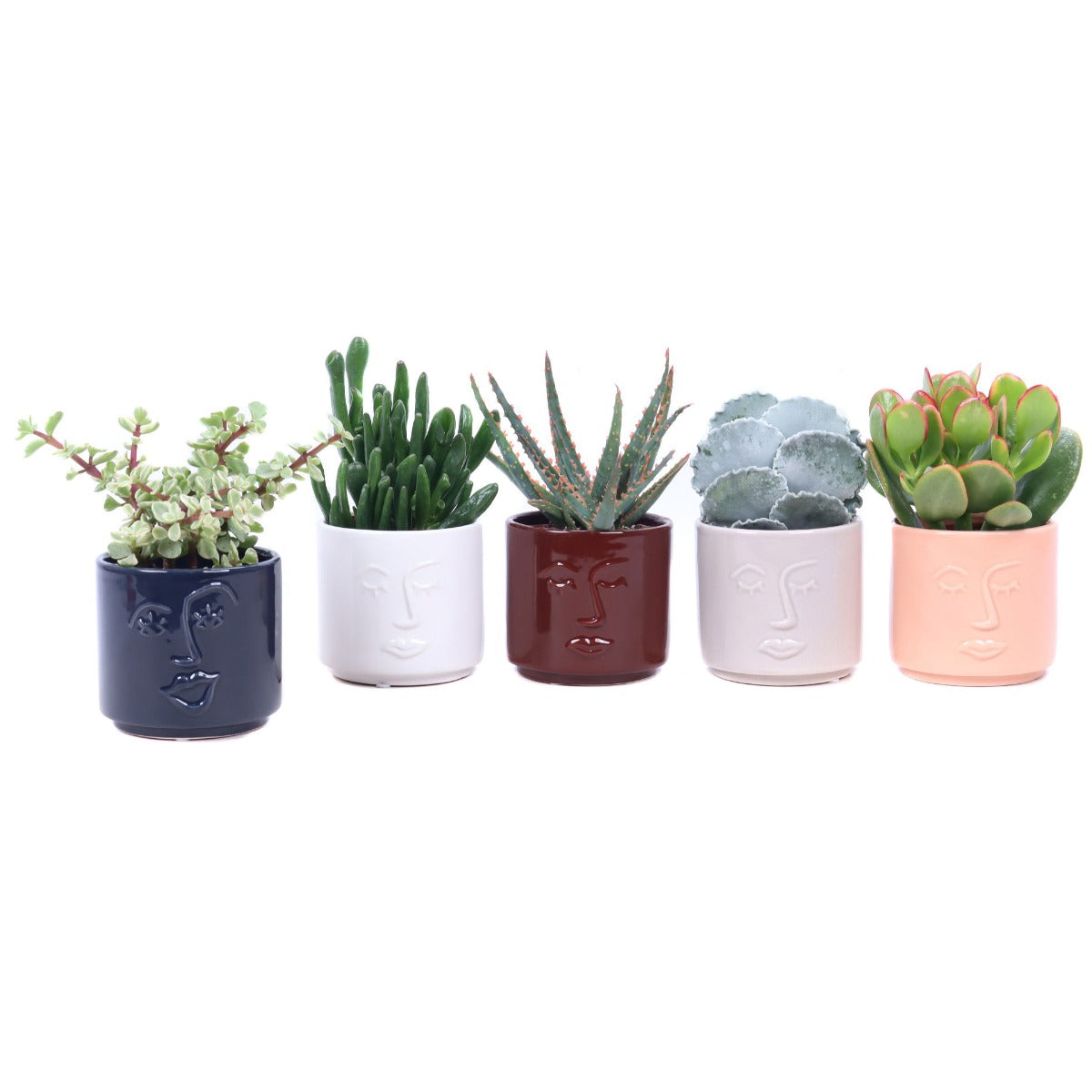 Bomboniere green | Mix piantine grasse in vasetti viso - HAR_L2EQ00