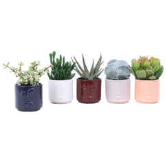 Bomboniere green | Mix piantine grasse in vasetti viso - HAR_L2EQ00