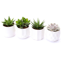 Bomboniere green | Mix piantine grasse succulente in vasetti bianchi - HAR_JLOG00