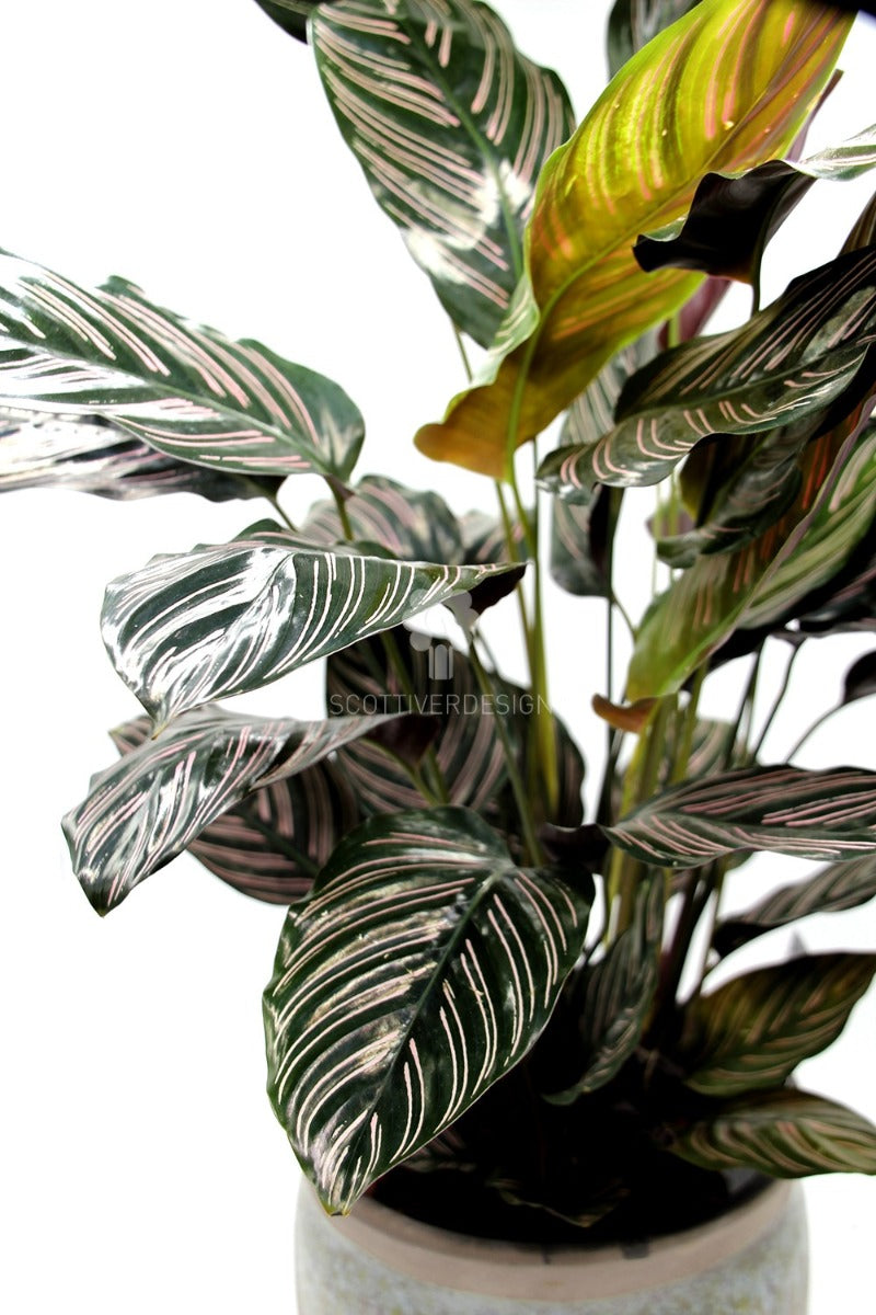 Calathea Sanderiana : Piante verdi da appartamento  - calathea-sanderiana-vaso-19