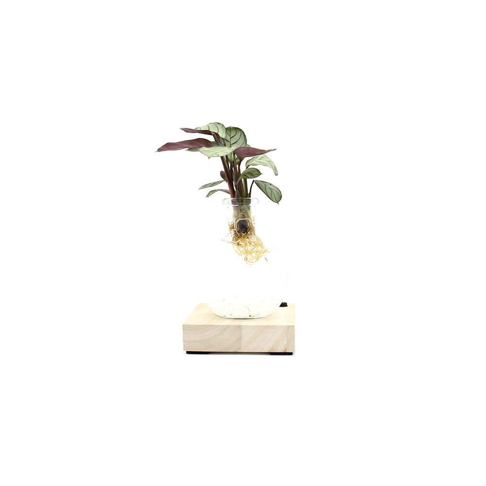 Calathea in sfera di vetro su base LED - Calathea-sfera-led-1