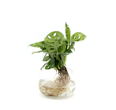 Filodendro Monstera Obliqua Monkey Mask idrocoltura : Piante verdi da appartamento  - Filodendro-idro-monkey-mask