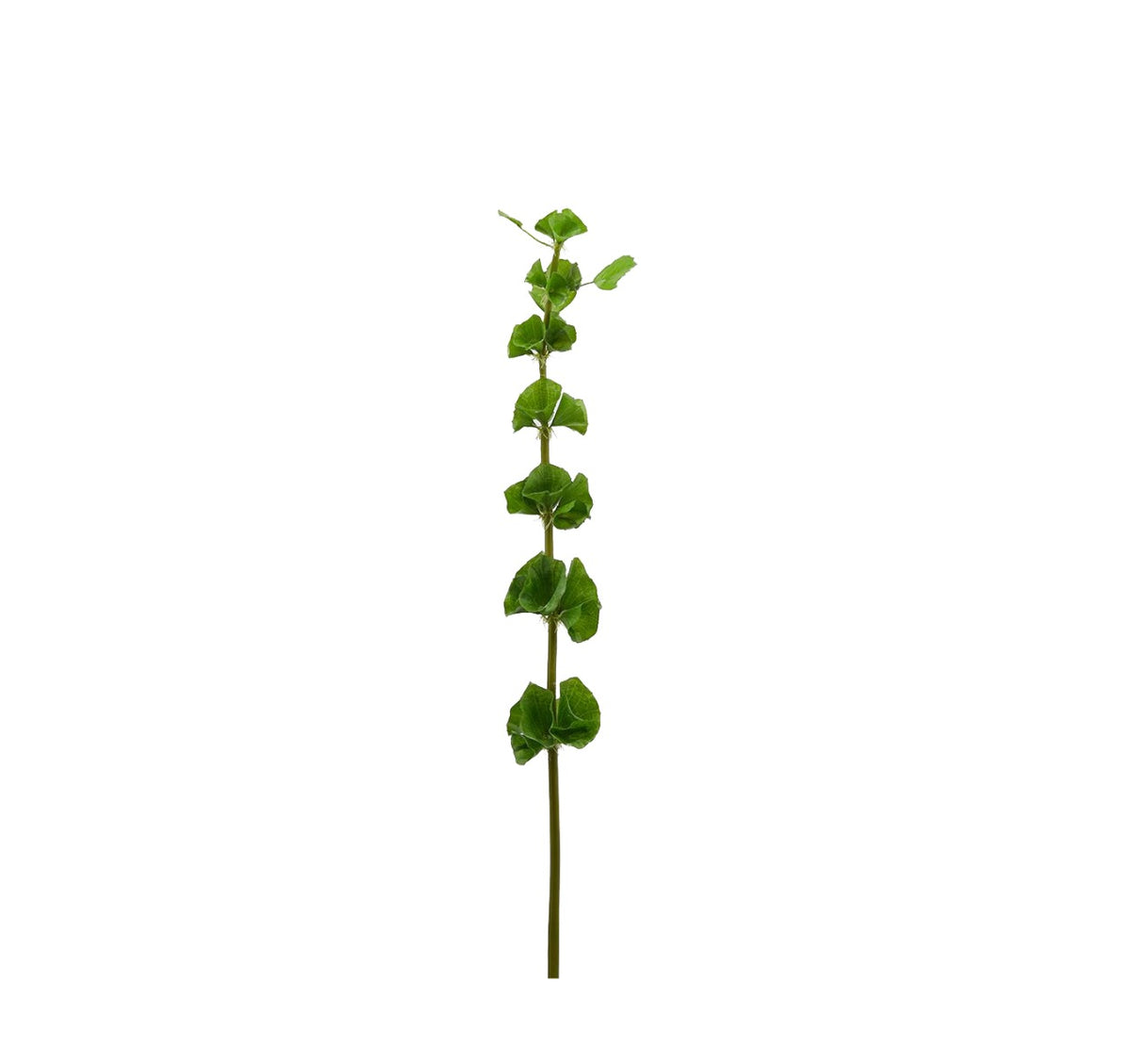 Fiore Molucella artificiale H78 - 215179