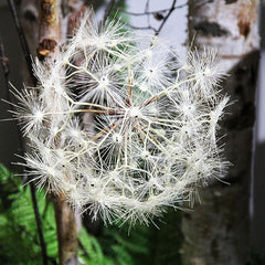 Fiore di Tarassaco Artificiale Bianco H70 D16 Cm - Fiori Artificiali di Qualit&agrave; - 2100137A100