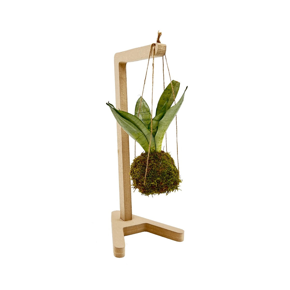 Kokedama di Sansevieria sospesa - kokedama-sansevieria-sospesa