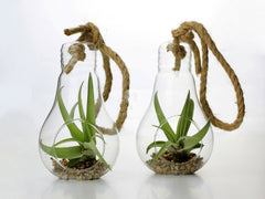Bomboniere green: Pianta di Tillandsia in lampadina di vetro con corda - GLASS & GRASS BULB-corda